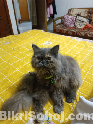 ফিমেল পার্শিয়ান বিড়াল